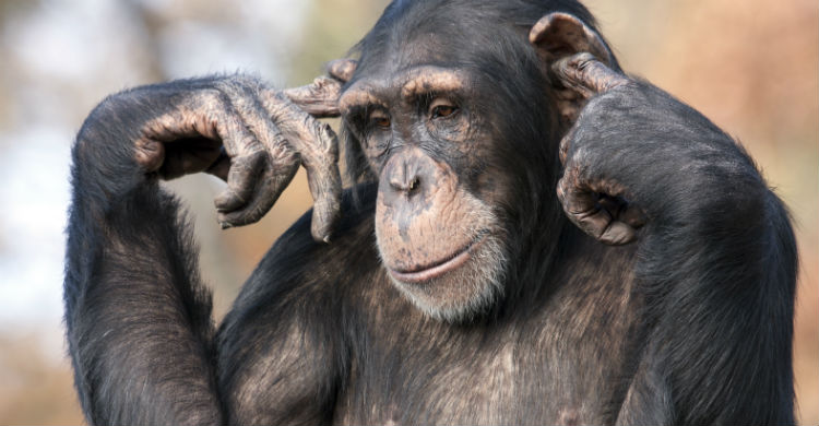 Tienen un papel vital para mantener el equilibrio de los ecosistemas (Foto: iStock)