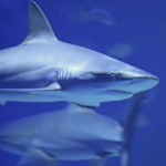 ¿Te imaginabas que este sería el más largo? (Unsplash)