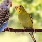 Periquitos (Foto: iStock)