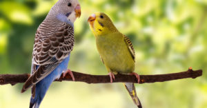 Periquitos (Foto: iStock)