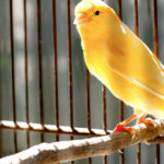 Canario (Foto: iStock)