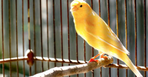 Canario (Foto: iStock)