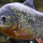 Piraña (Foto: iStock)