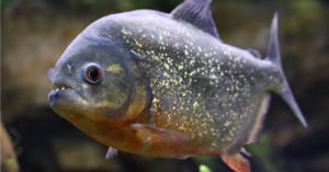 Piraña (Foto: iStock)