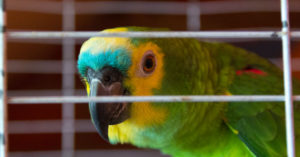 Loro (Foto: iStock)