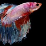 Betta (Foto: iStock)