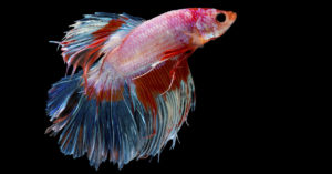 Betta (Foto: iStock)