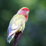 Agapornis (Foto: iStock)