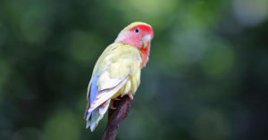 Agapornis (Foto: iStock)