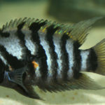 Nigro (Foto: iStock)