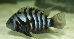 Nigro (Foto: iStock)