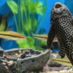 Plecostomus (Foto: iStock)