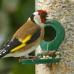 Jilguero (Foto: iStock)