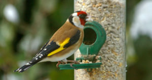 Jilguero (Foto: iStock)
