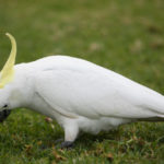 Cacatúa (Foto: iStock)