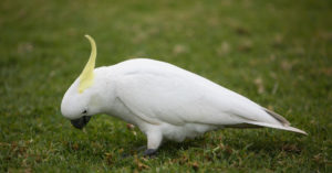 Cacatúa (Foto: iStock)