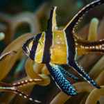 Cardenal de Banggai (Foto: iStock)
