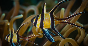 Cardenal de Banggai (Foto: iStock)
