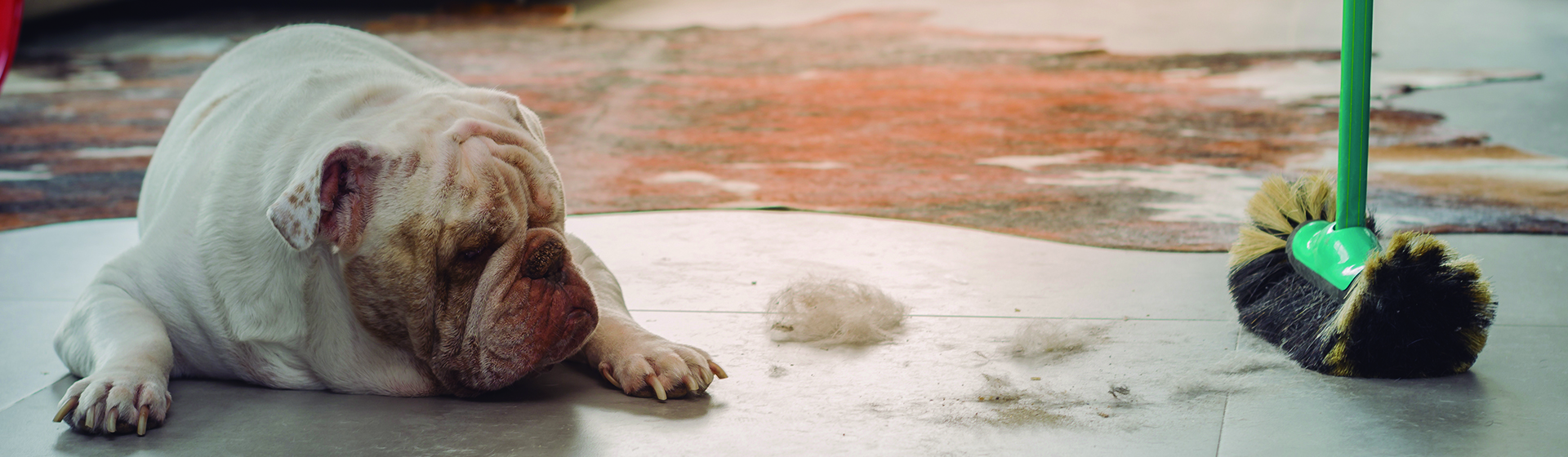 A veces no es fácil mantener la casa limpia si tienes mascotas (iStock)