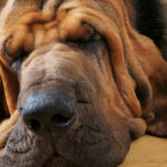 Bloodhound (Istock)