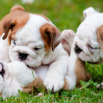 Bulldog inglés (Istock)