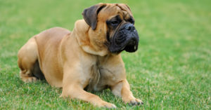Bullmastif (Istock)