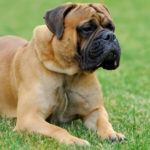 Bullmastiff