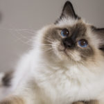 Con una mirada así, nos tiene enamorados (iStock)