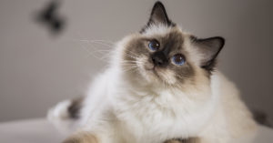 Con una mirada así, nos tiene enamorados (iStock)