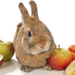 Cuidar su alimentación también es fundamental (iStock)