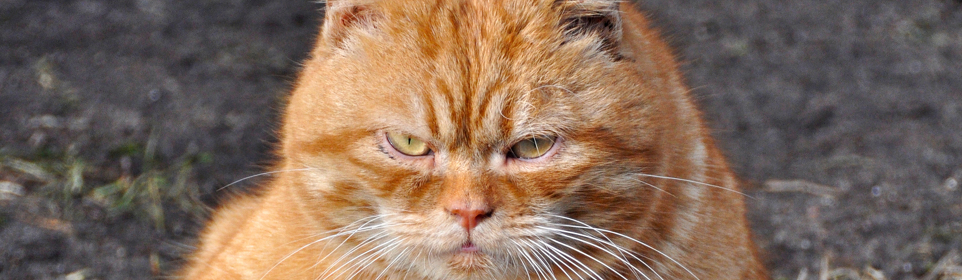 Qué es el síndrome de Garfield y cómo evitarlo