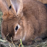 El heno es otro básico para estos animales (iStock)