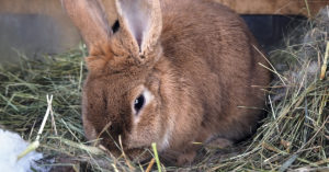 El heno es otro básico para estos animales (iStock)