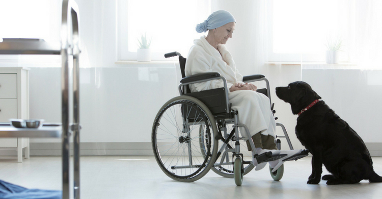 En Estados Unidos y Canadá los perros pueden visitar a sus dueños (Istock)