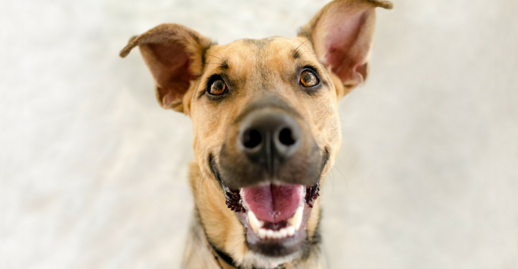 Tu veterinario sabrá mejor que nadie cuál es el mejor tratamiento (Istock)