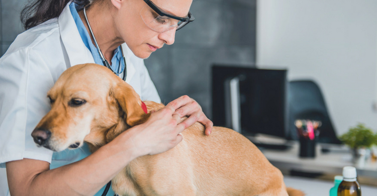 Tu veterinario se convertirá en tu aliado (Istock)