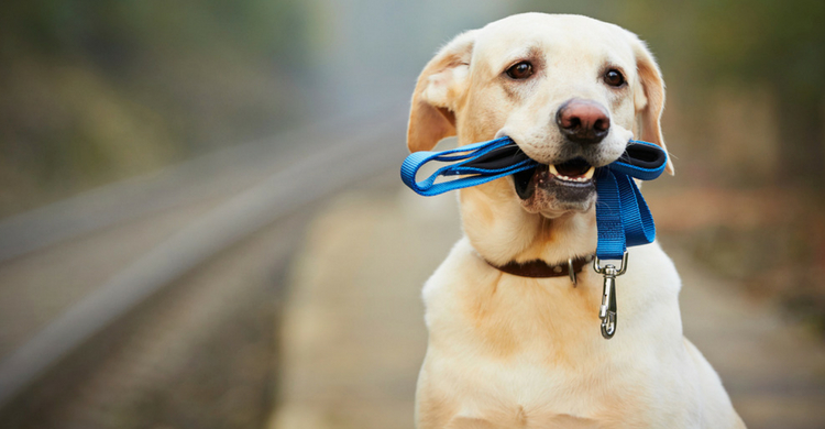 Si coge la correa ya no sabe cómo decirte que necesita salir (Istock)