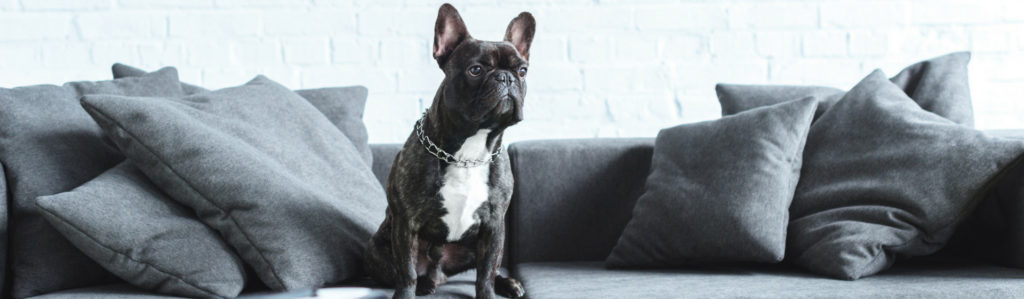 ¿Cómo quitar los pelos de mi perro del sofá? (Istock