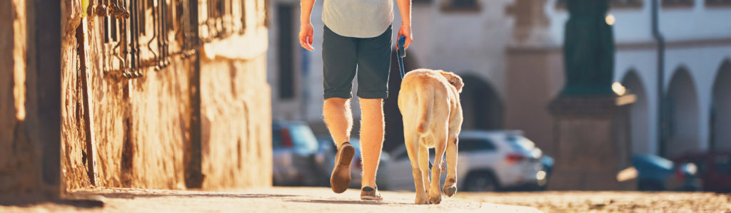5 trucos para que tu perro pasee a tu lado (Istock)
