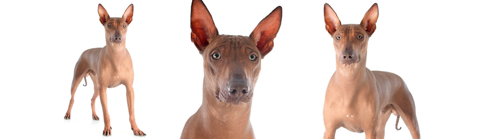 7 curiosidades del perro peruano sin pelo que deberías conocer (Istock)