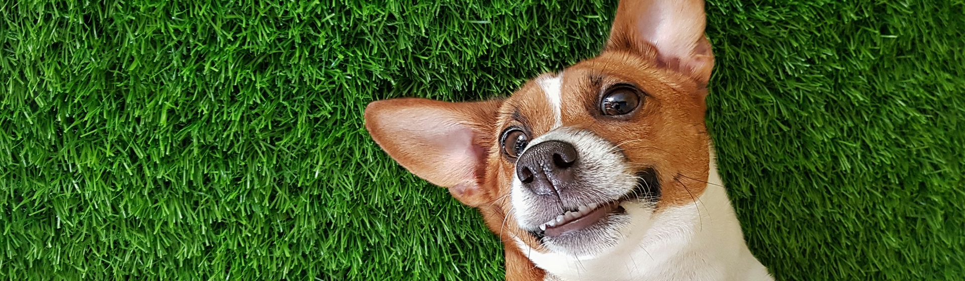 ¿Debo ponerle brackets a mi mascota? (Istock)