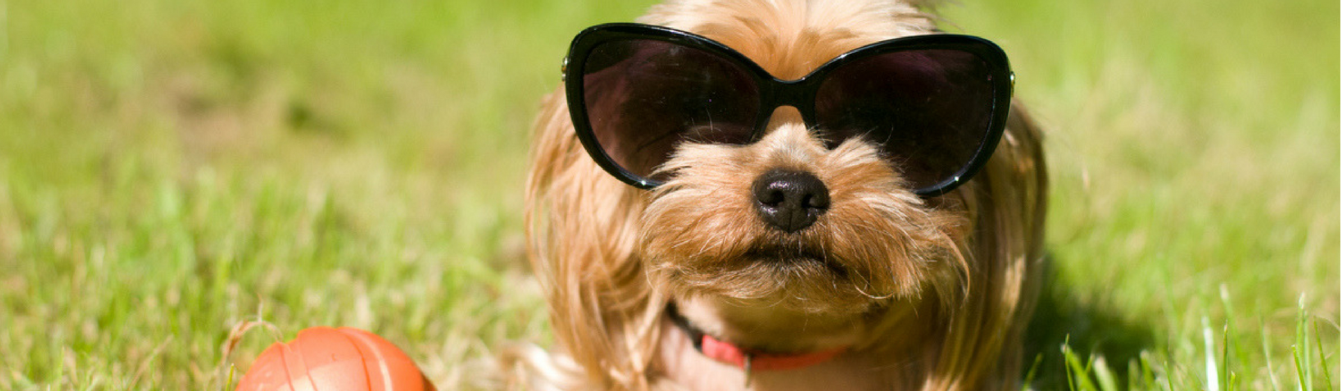 5 razones por las que le debes poner protector solar a tu perro (Istock)