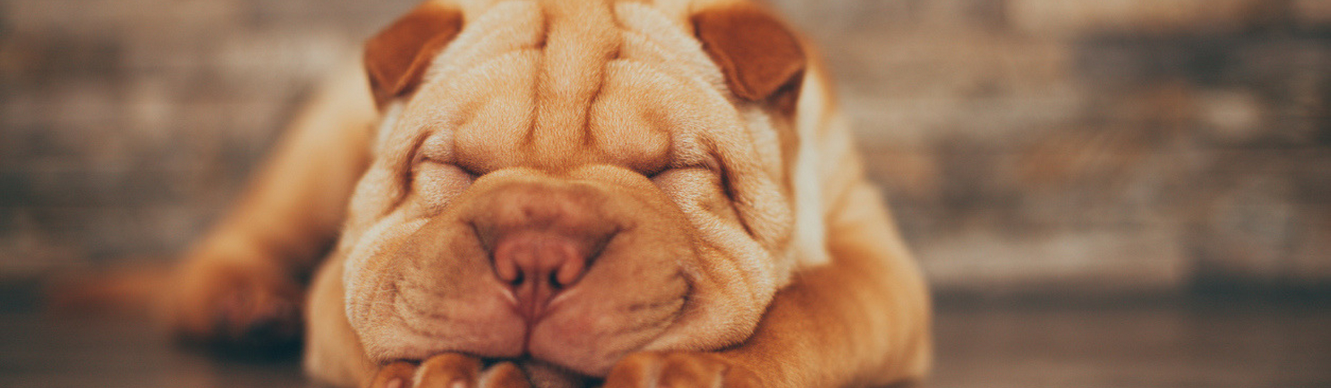 Las 7 razas de perro con más arrugas (Istock)