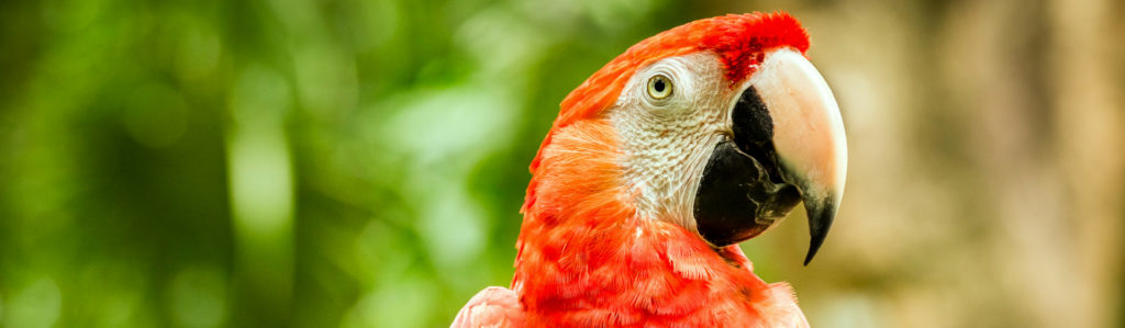 Descubre cuánto cuesta mantener a un loro (Istock)