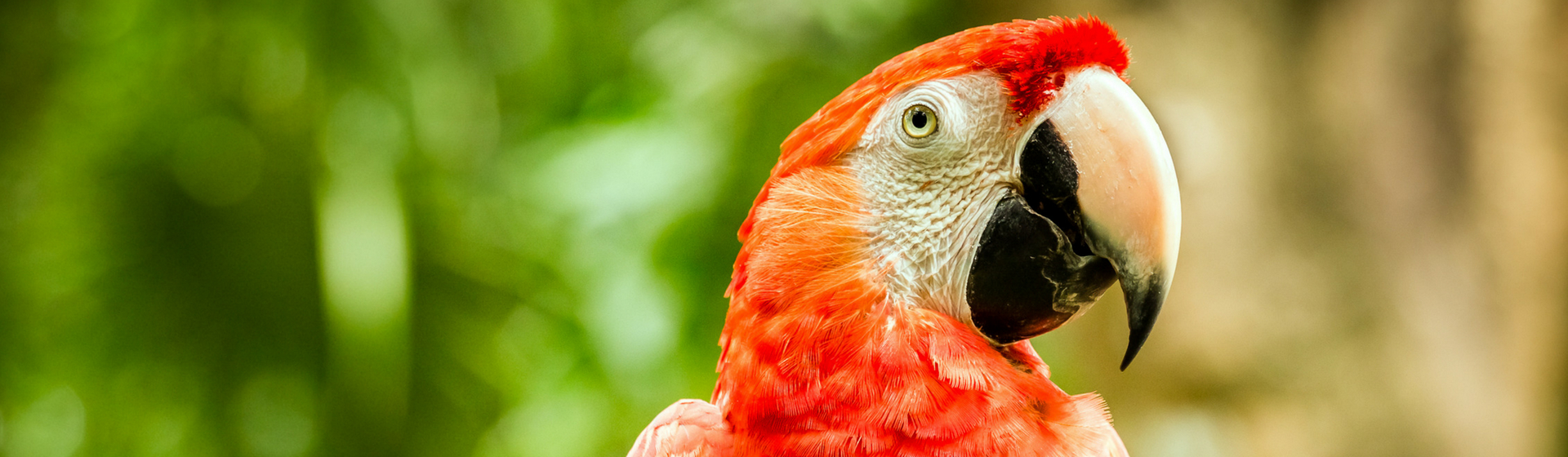 Descubre cuánto cuesta mantener a un loro (Istock)