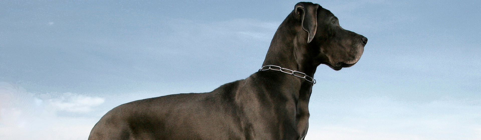 Los 10 perros más grandes del mundo (Istock)