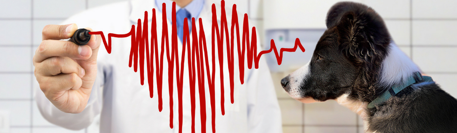 ¿Puede tu mascota visitarte si estás enfermo en el hospital? (Istock)