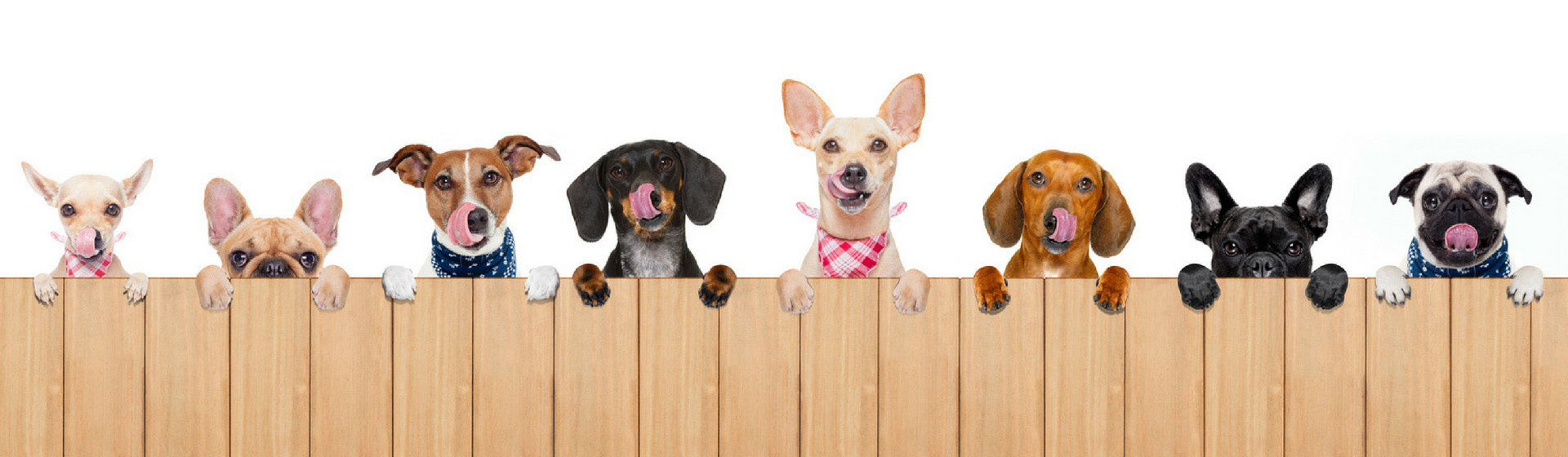 Dime qué perro tienes y te diré cual es el mejor pienso para él (Istock)