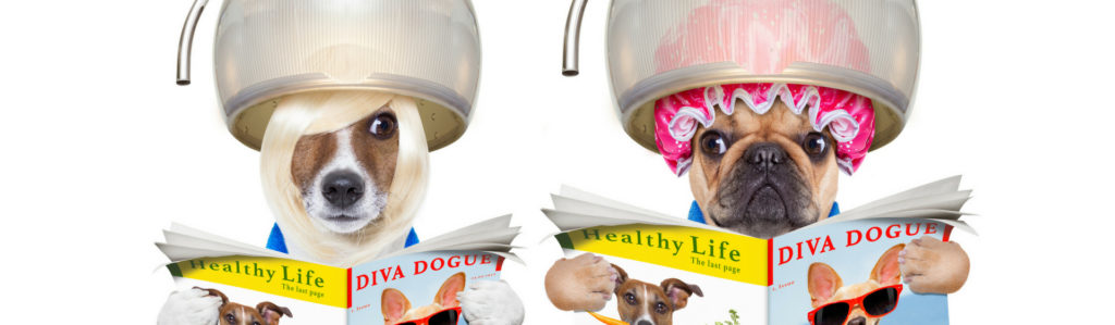Los 6 mejores peinados para tu perro (Istock)
