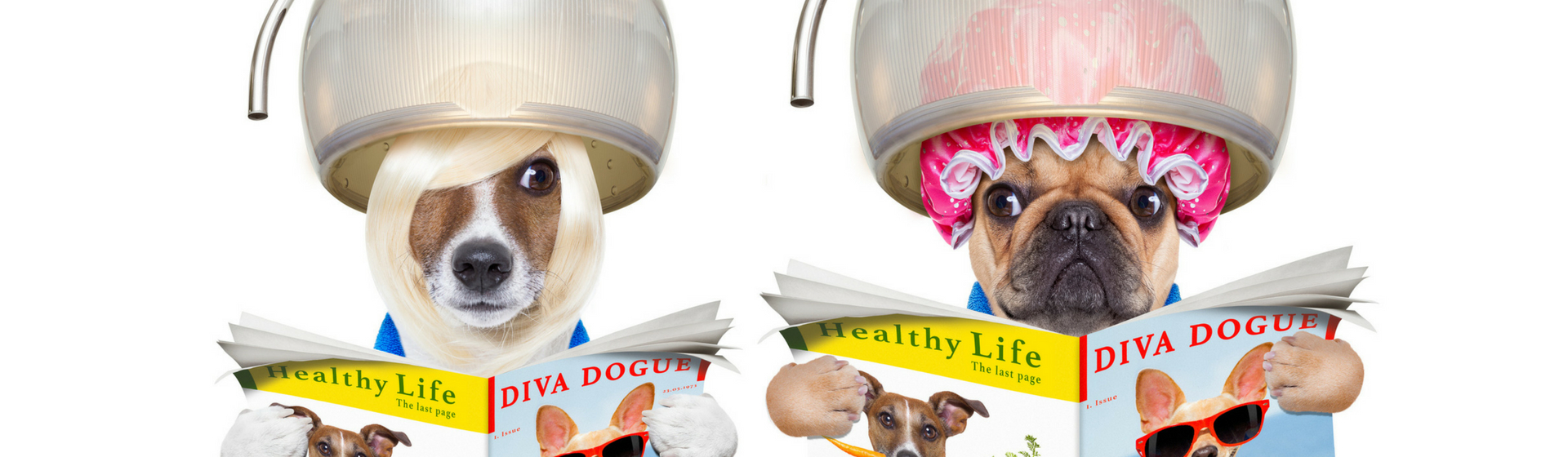 Los 6 mejores peinados para tu perro (Istock)